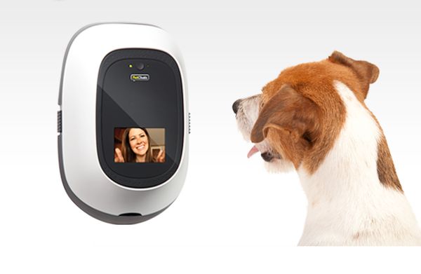 Video Conferencing Keeps You Connected To Your Furry Friends