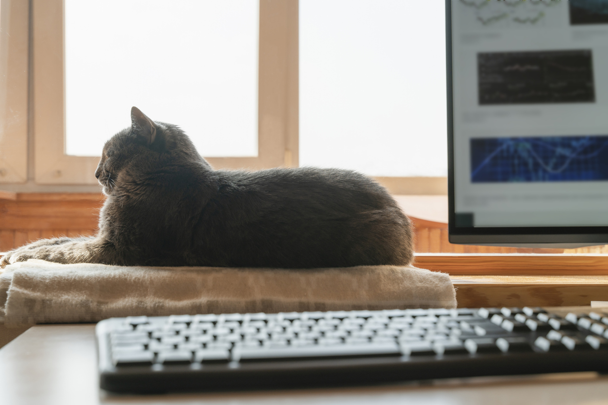 Cats a fixture of remote work conversation